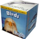 Macaw Early Learning Birds