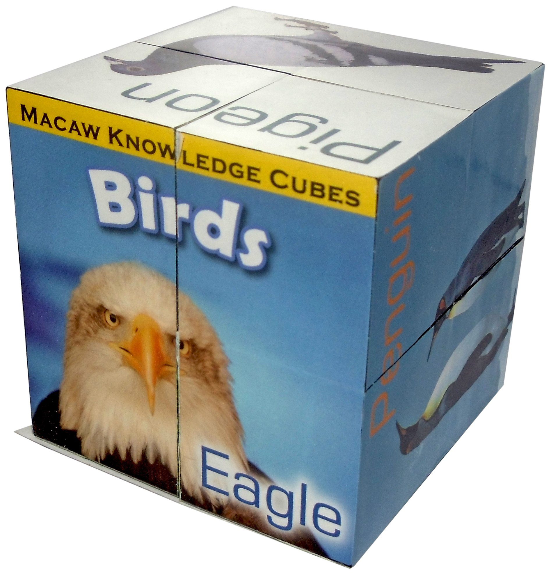 macaw birds